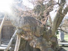 薬師ザクラ 開花状況:画像