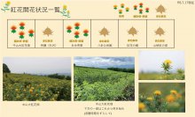 令和6年度 紅花畑開花一覧 7/17：画像