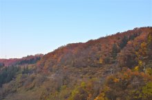 まだまだ紅葉：画像