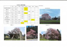 4月8日桜開花情報：画像