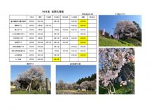 令和6年度さくら開花情報：画像