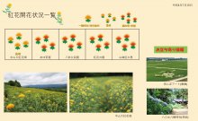 白鷹町紅花開花情報：画像