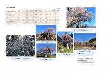 4月11日(日)桜開花情報:画像