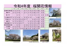 令和4年度　白鷹町さくら開花情報：画像