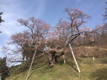 殿入りザクラ 2分咲き:画像