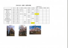 4.14開花情報：画像