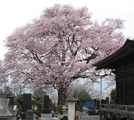 称名寺阿弥陀堂の桜