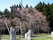 さくら開花状況（4/19現在）：画像