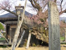 桜開花状況:画像
