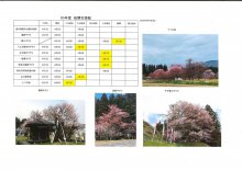 4月7日桜開花情報：画像