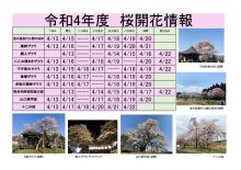 令和4年度　白鷹町さくら開花情報：画像