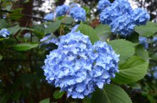 〜2016.6.28 あじさい！紫陽花！アジサイ！〜：画像