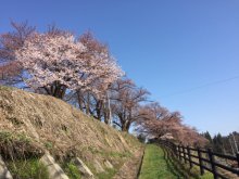 スポーツ公園の桜　3分咲き：画像