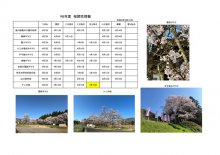 令和6年度さくら開花情報：画像