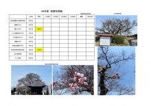 令和6年度さくら開花情報：画像