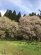 【令和元年5月1日　古典桜開花情報】：画像