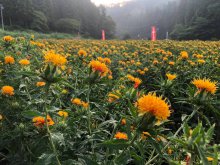 第26回白鷹紅花まつり中止のお知らせ:画像