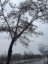こぶし開花状況:画像