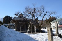 釜ノ越・薬師ザクラ　つぼみとなごり雪：画像