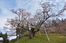 2017/4/21 桜　開花状況：画像