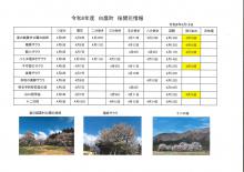 4/16桜開花情報：画像