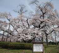 山口奨学桜