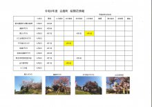 4.9桜開花情報：画像