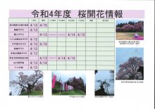 桜開花情報：画像