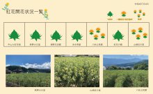 白鷹町紅花開花情報：画像
