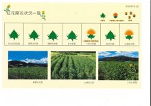 白鷹町紅花開花情報：画像