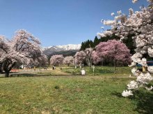 4/23 桜の開花状況：画像
