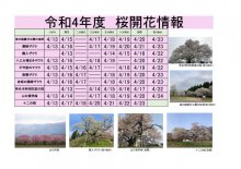 令和4年度　白鷹町さくら開花情報：画像