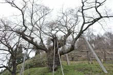 2018/4/6 桜の開花状況：画像