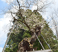 赤坂の薬師ザクラ