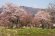 2018/4/20 桜の開花状況：画像