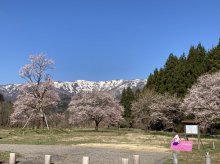 白鷹古典桜の里 紹介ムービー:画像