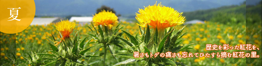 歴史を彩った紅花を、暑さもトゲの痛さも忘れてひたすら摘む紅花の里。