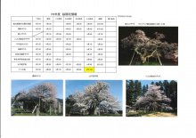 4月12日桜開花情報：画像