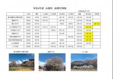 4.17桜開花情報：画像