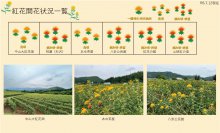 令和6年度 紅花畑開花一覧 7/12：画像