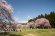 2018/4/19 桜の開花状況：画像