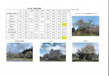 4月17日桜開花情報：画像