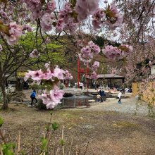 【5/2道の駅白鷹ヤナ公園あゆ茶屋】：画像
