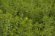 紅花colors開催：画像