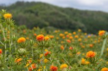 紅花写真コンテストのご案内はコチラ:画像