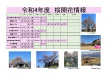 令和4年度　白鷹町さくら開花情報：画像