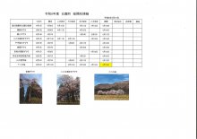 4/15開花情報：画像