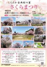 令和8年 しらたか古典桜の里 さくらまつり：画像
