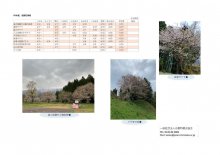 ４月１9日（月）桜開花情報：画像