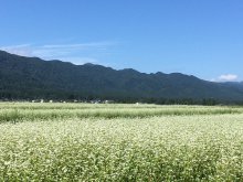 白鷹隠れ蕎麦屋 紹介ムービー:画像